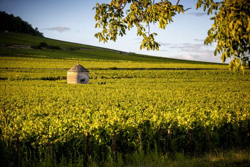 Vineyards in Savigny les Beaune, near Beaune, Burgundy, France
