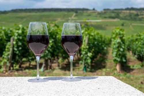 Tasting of burgundy red wine from grand cru pinot noir  vineyards, two glasses of wine and view on green vineyards in Burgundy Cote de Nuits wine region, France