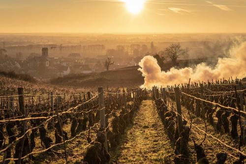 Pommard wine in winter, burgundy, France