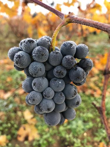WINE BUNCHES